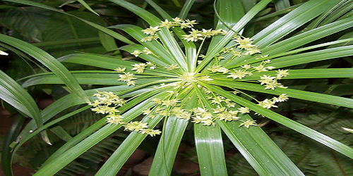 Cypriol Oil In Malaysia