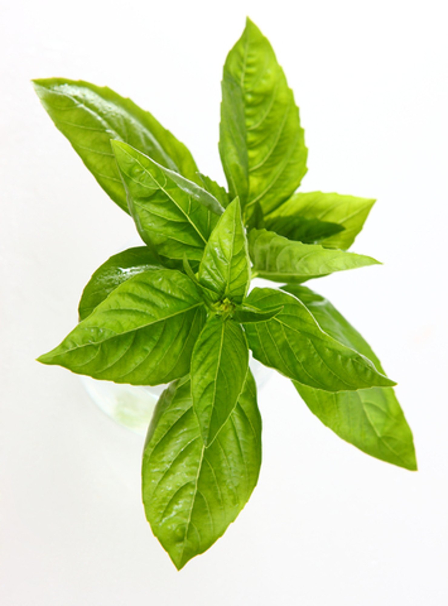 Linalool Ex Basil In 
<div style=